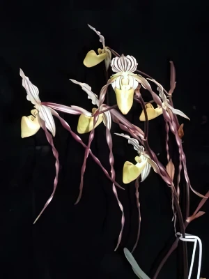 Image of Paphiopedilum phillipinense var roebellenii