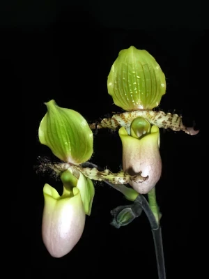 Image of Paphiopedilum primulinum var. purpurascens