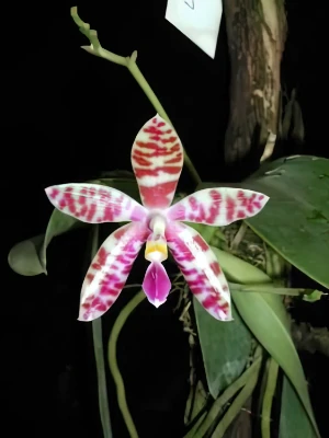 Bild von Phalaenopsis lueddemanniana