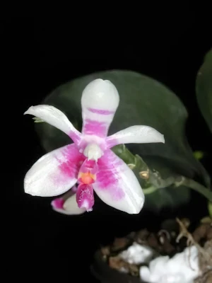 Bild von Phalaenopsis modesta