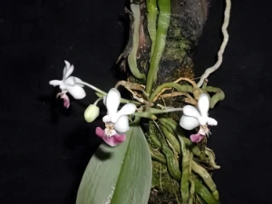 Bild von Phalaenopsis parishii