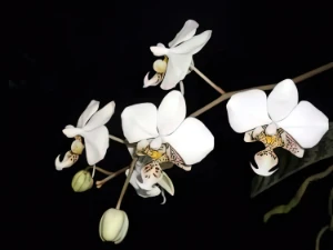 Bild von Phalaenopsis stuartiana