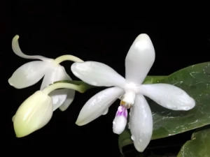Bild von Phalaenopsis tetraspis