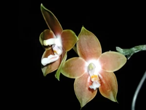 Bild von Phalaenopsis venosa