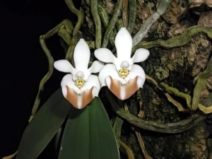 Bild von Phalaenopsis lobbii