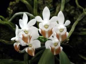 Bild von Phalaenopsis lobii
