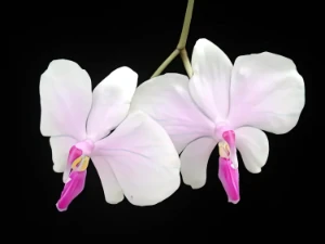 Bild von Phalaenopsis lowii 2