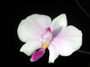 Bild von Phalaenopsis lowii 4