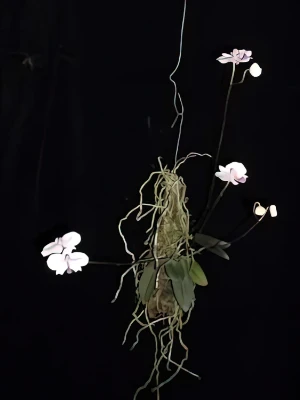 Bild von Phalaenopsis lowii 5