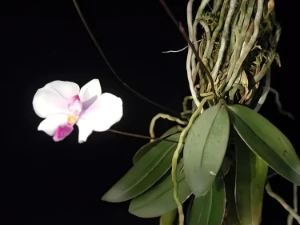 Bild von Phalaenopsis lowii