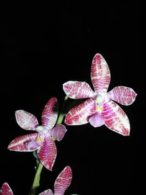 Bild von Phalaenopsis lueddemanniana var. delicata