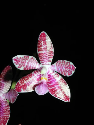 Bild von Phalaenopsis lueddemanniana var. delicata 2