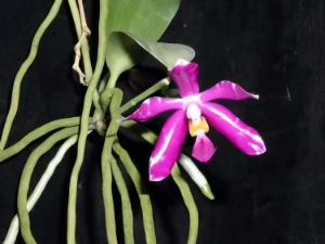 Bild von Phalaenopsis lueddemanniana var. pulchra
