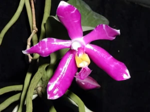 Bild von Phalaenopsis lueddemanniana var. pulchra 2