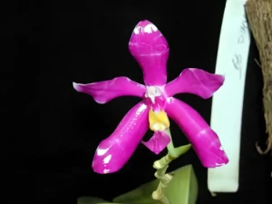 Bild von Phalaenopsis lueddemanniana var. pulchra 3