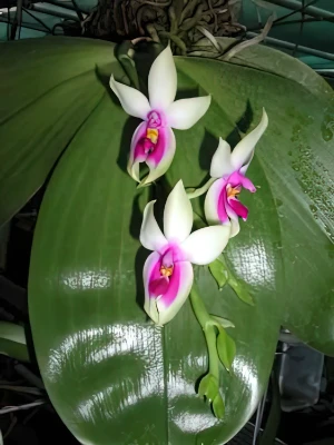 Bild von Phalaenopsis violacea borneo 2