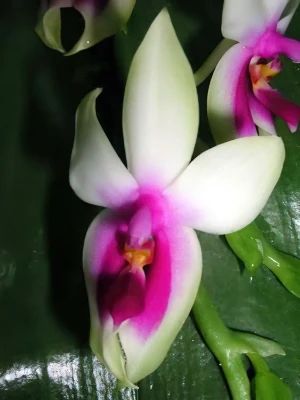 Image of Phalaenopsis violacea borneo
