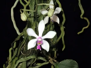 Image of Phalaenopsis wilsonii