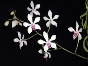 Bild von Phalaenopsis wilsonii 2
