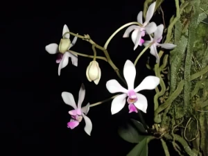 Bild von Phalaenopsis wilsonii 3