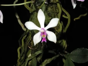 Image of Phalaenopsis wilsonii 4
