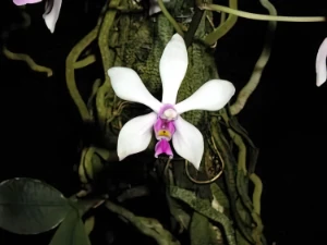 Image de Phalaenopsis wilsonii