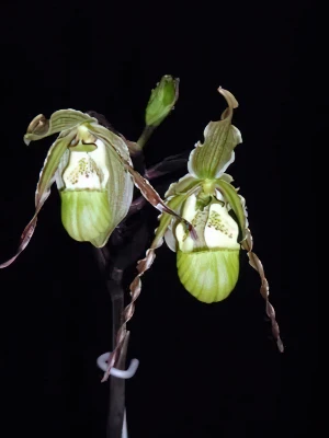 Bild von Phragmipedium richterii