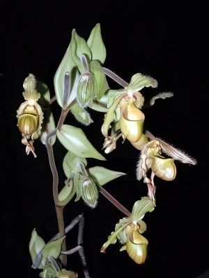Image of Phragmipedium lindleyanum 2