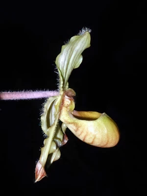 Bild von Phragmipedium lindleyanum