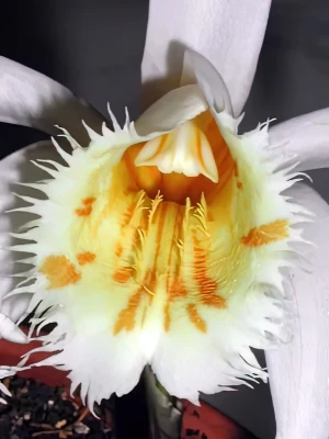 Image of Pleione grandiflora var. alba 3