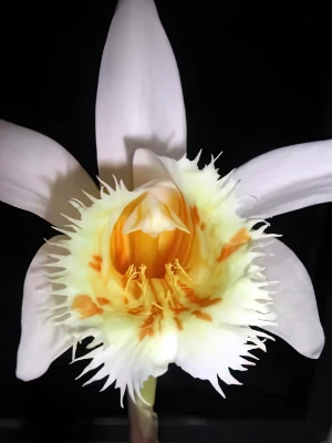 Image of Pleione grandiflora var. alba 5
