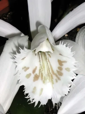 Bild von Pleione grandiflora var. alba