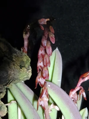 Image of Pleurothalis teres 2