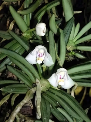 Bild von Pteroceras semiterettifolium