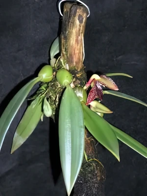 Image of Trias disciflora 1