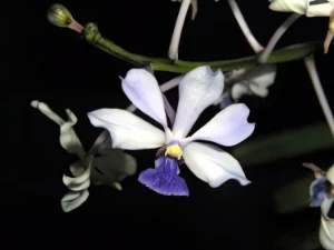 Image of Vanda caerulescens 6