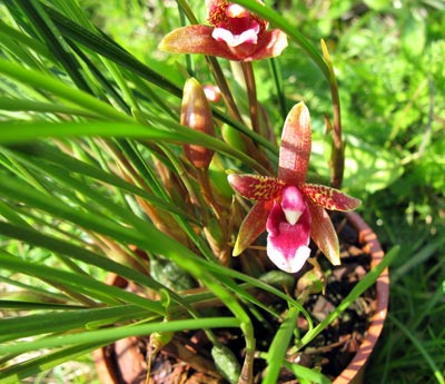 Maxillaria atrosanguinea