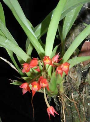 Maxillaria coccinea (Ornithidium coccineum)