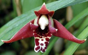 Maxillaria tenuifolia (Coco orchid)