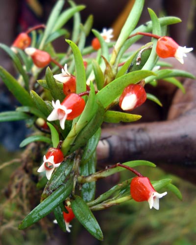 Mediocalcar bifolium