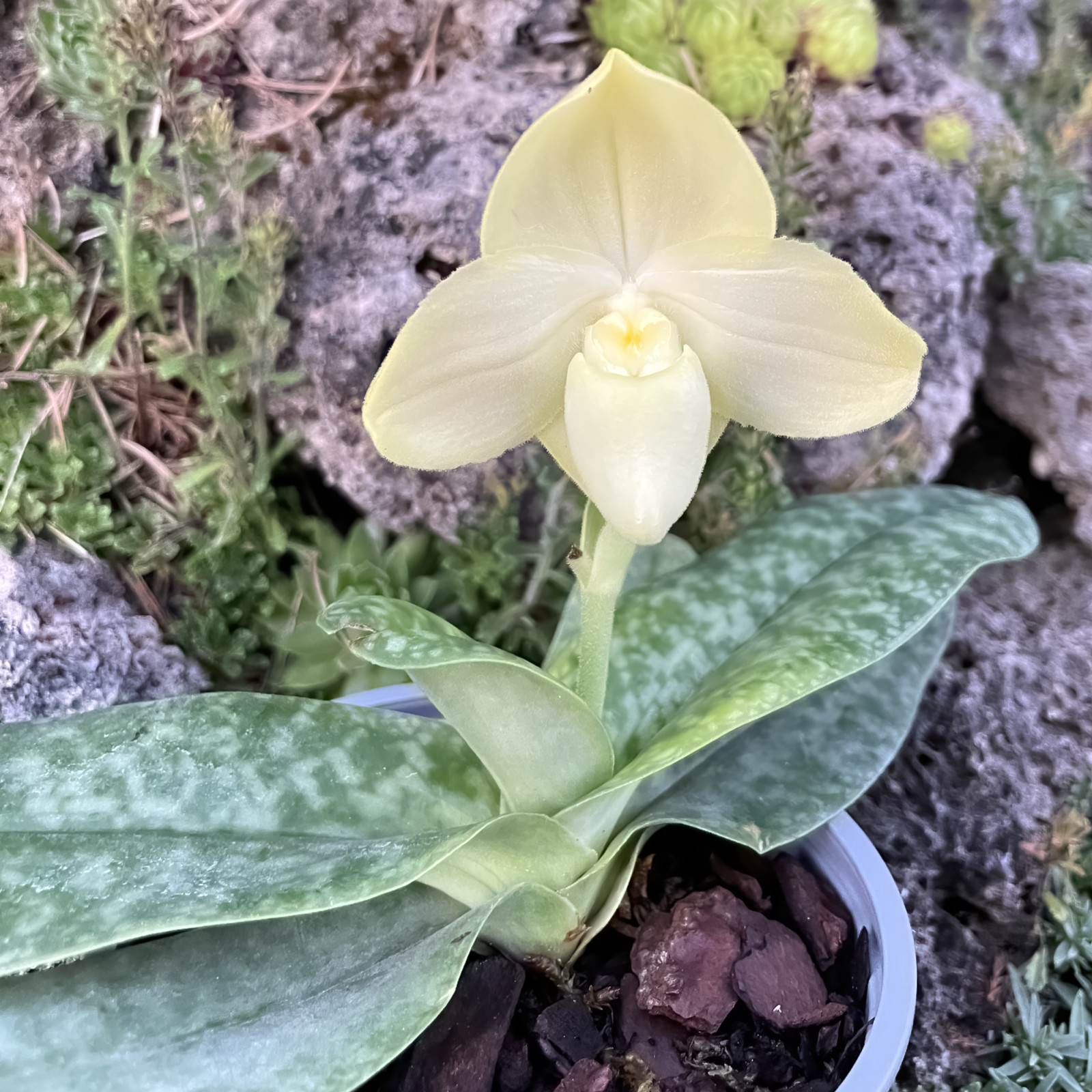 Paphiopedilum concolor alba