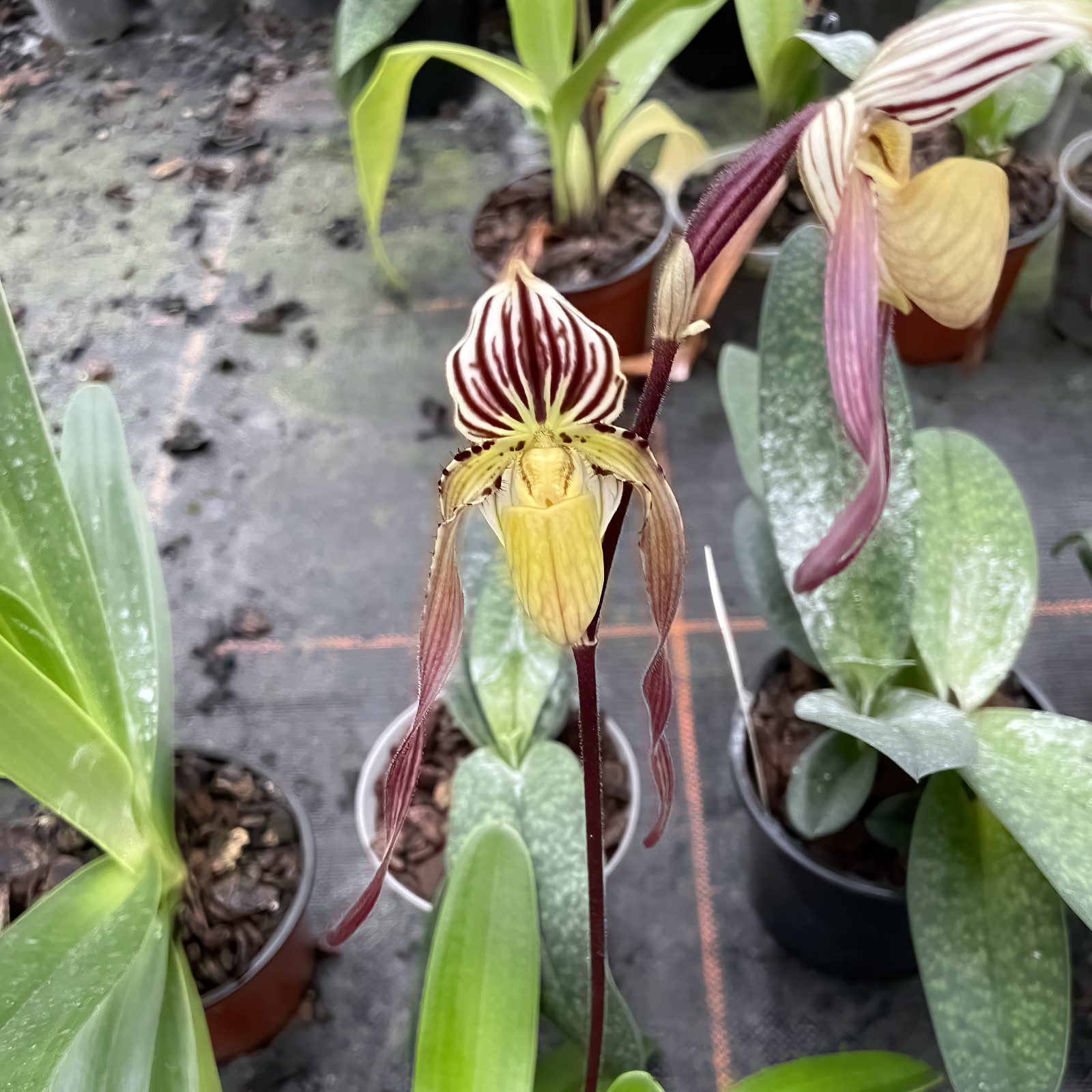 Paphiopedilum philippinense var. palavanense