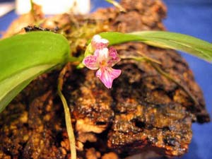 Phalaenopsis appenticulata