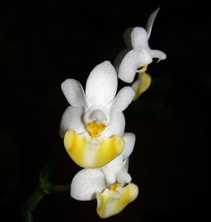 Phalaenopsis lobbii flava