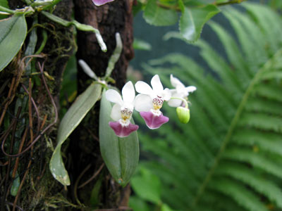 Phalaenopsis parishii