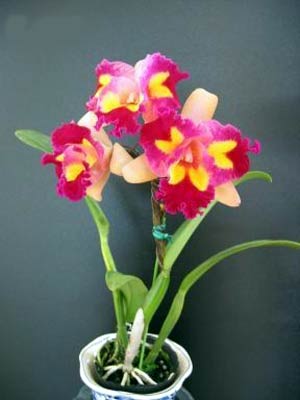 Rlc. Chinese Beauty ,,Orchid Queen"