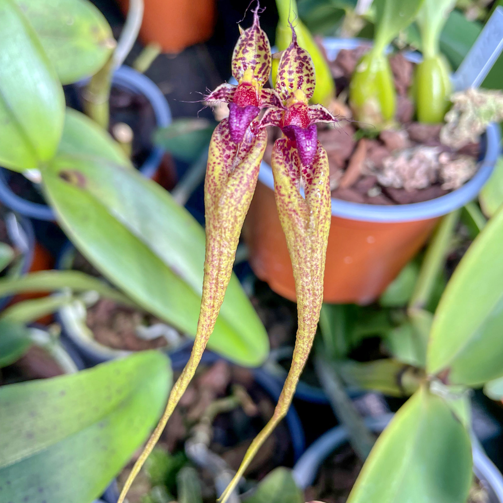 Bulbophyllum appendiculatum (Mastigion)