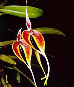 Bulbophyllum maxillariae