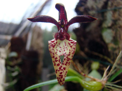 Bulbophyllum breviscarpum