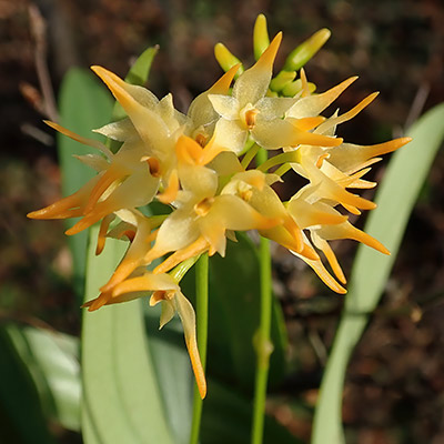 Bulbophyllum cephalophorum